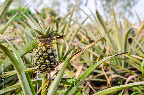 Pineapple in the tree