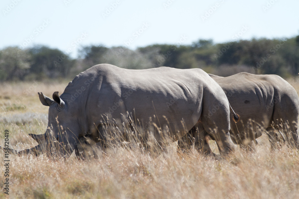 Obraz premium white rhinos in the rhino sanctuary in botswana