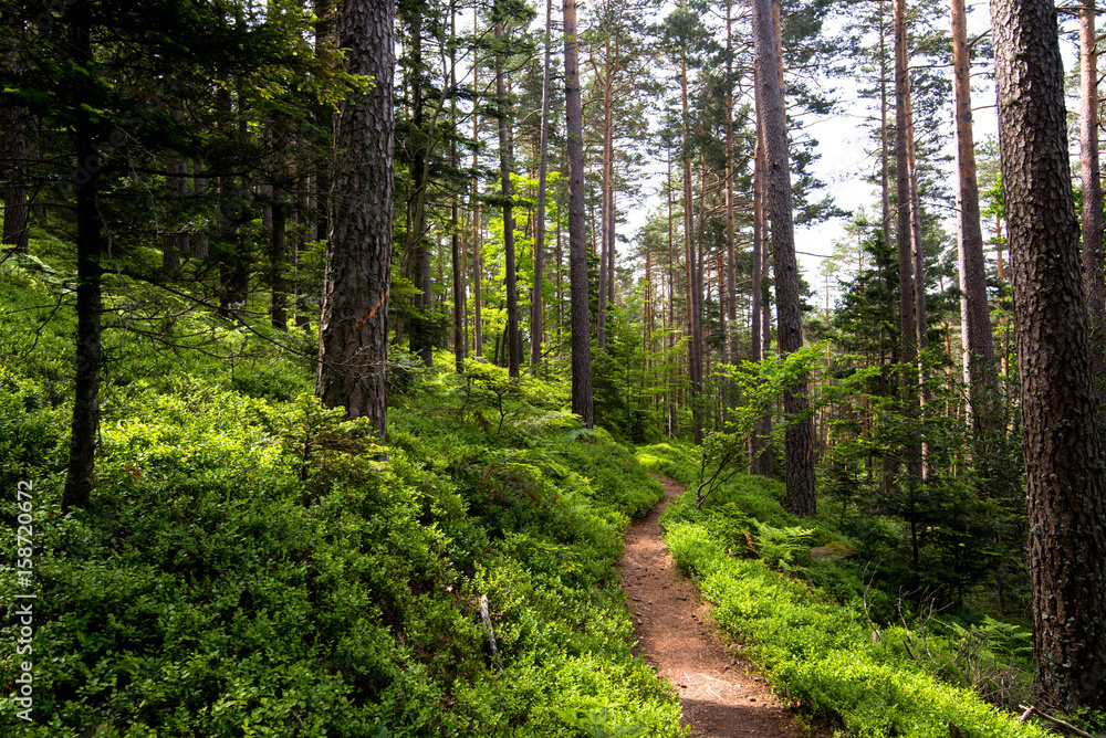 Naklejka premium Waldweg in den Vogesen