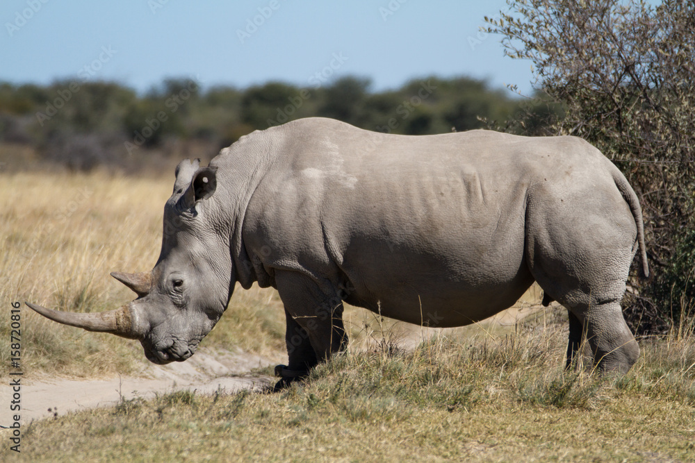 Obraz premium white rhinos in the rhino sanctuary in botswana