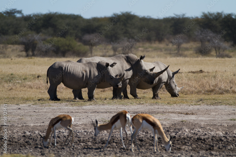 rhinos in the rhino sanctuary in botswana rhinos in the rhino sanctuary in botswana