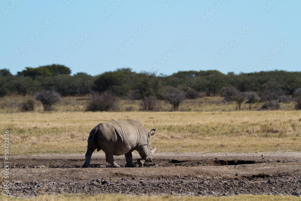 Obraz premium rhinos in the rhino sanctuary in botswana