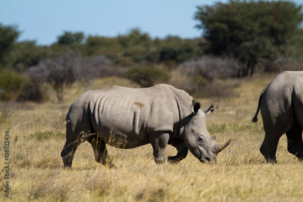 Obraz premium rhinos in the rhino sanctuary in botswana