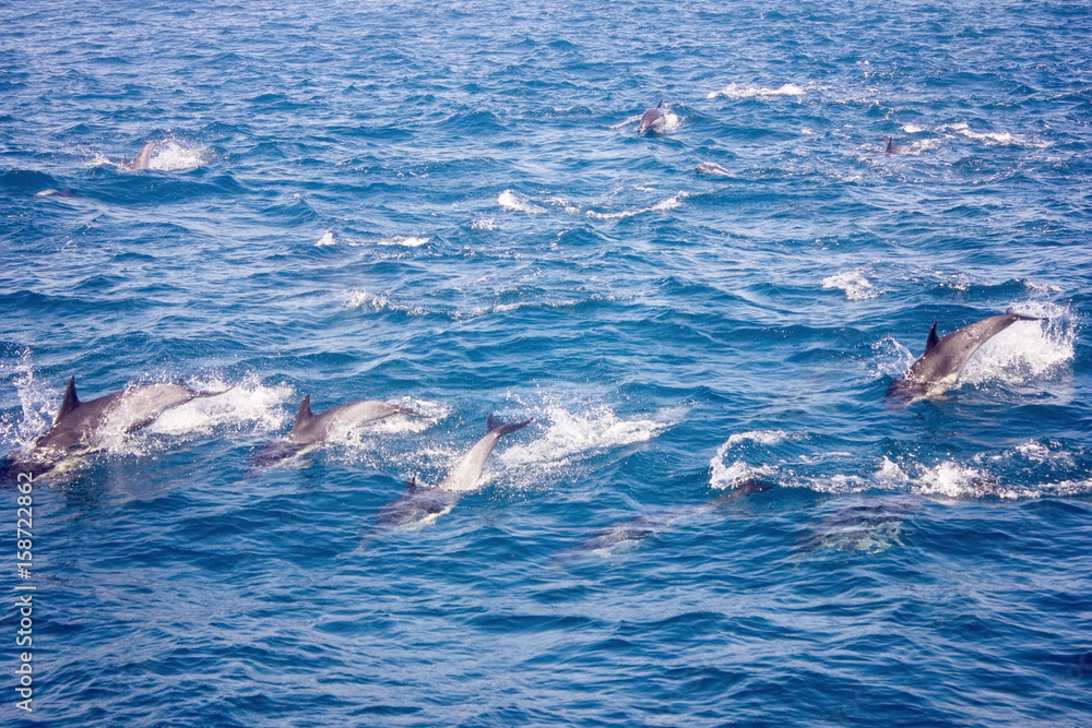 Naklejka premium Dolphins in the ocean