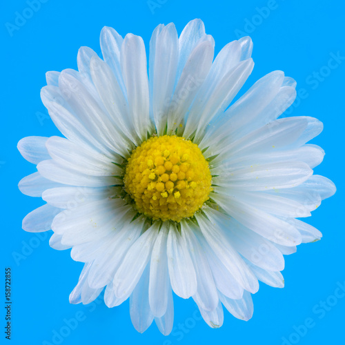 Macro of a daisy flower blossom