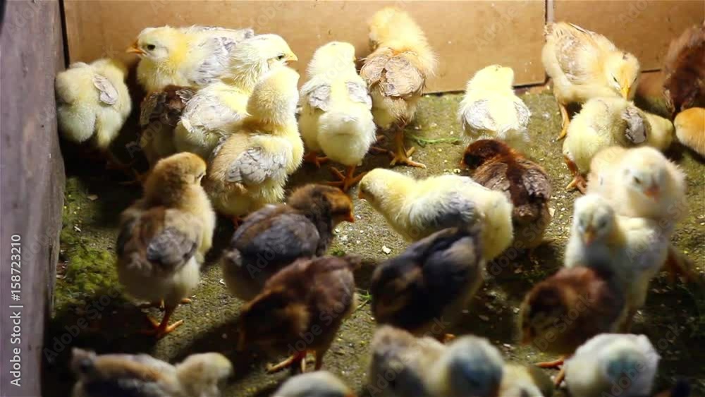 Chickens look for food Chickens look for food