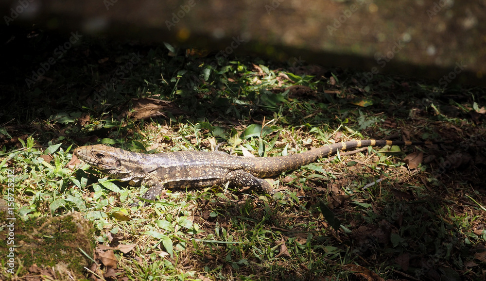 Lézard en forêt tropicale Lézard en forêt tropicale
