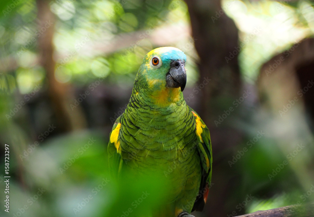 Perroquet de la forêt amazonienne
