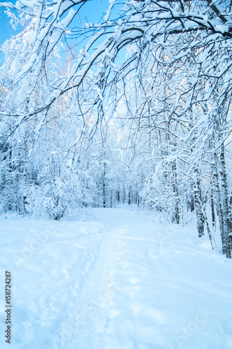  winter forest   © Mariana