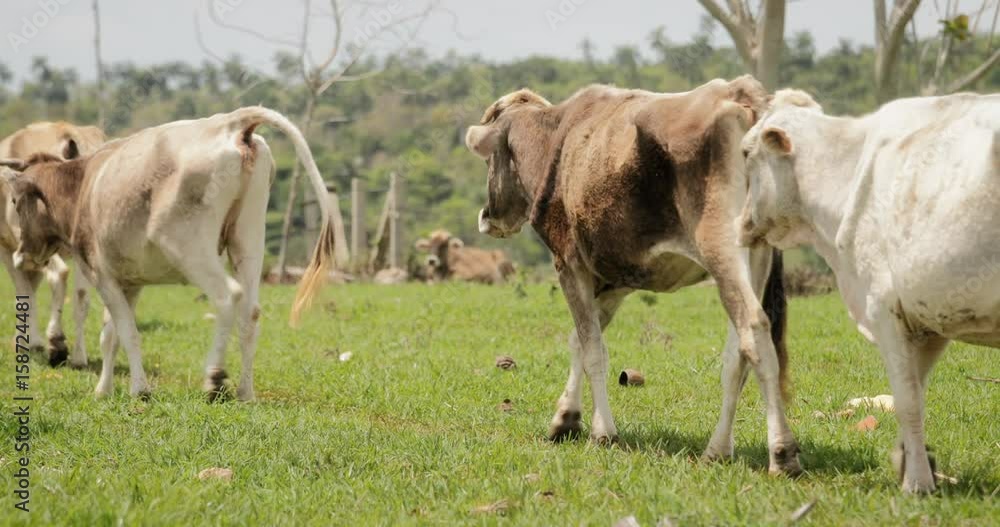 Slow Motion Cows Livestock Animals In Farm And Ranch Slow Motion Cows Livestock Animals In Farm And Ranch
