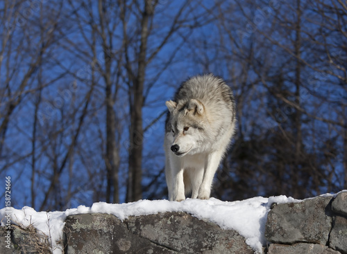 Arctic wolf  Canis lupus arctos  standing on a rocky cliff in winter in Canada
