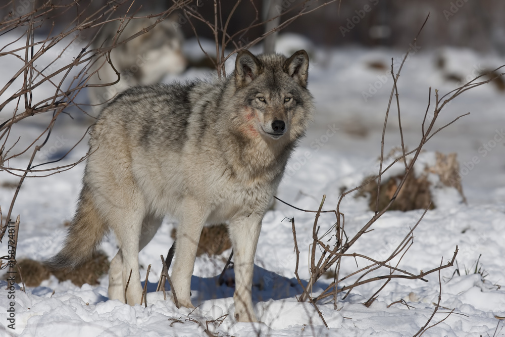 Naklejka premium Timber wolf or Grey Wolf (Canis lupus) walking in the winter snow in Canada