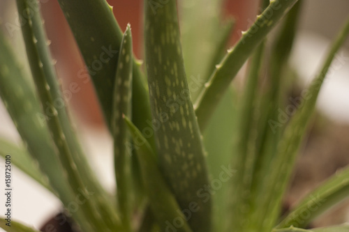 aloe photo