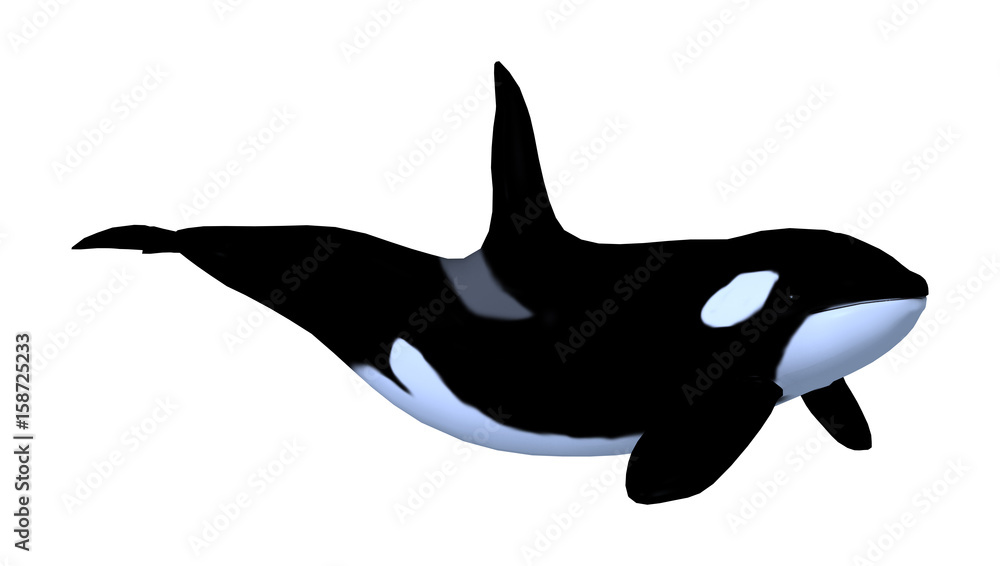 Fototapeta premium 3D Rendering Killerwhale on White