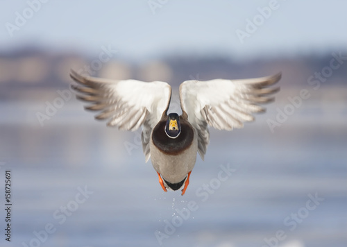 Male Mallard duck (Anas platyrhynchos) drake in flight against a blue winter sky in winter in Canada