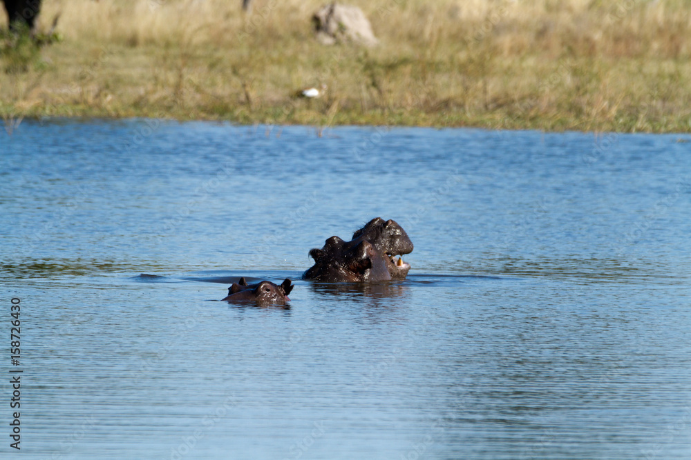 hippos in the okavango delta in botswana hippos in the okavango delta in botswana