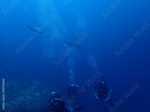 ローニンアジとダイバーが泳ぐ海 © nori