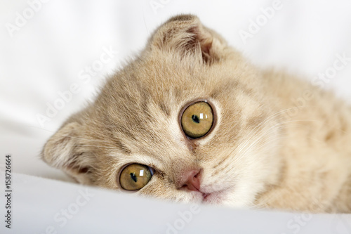 Bebek Kedi