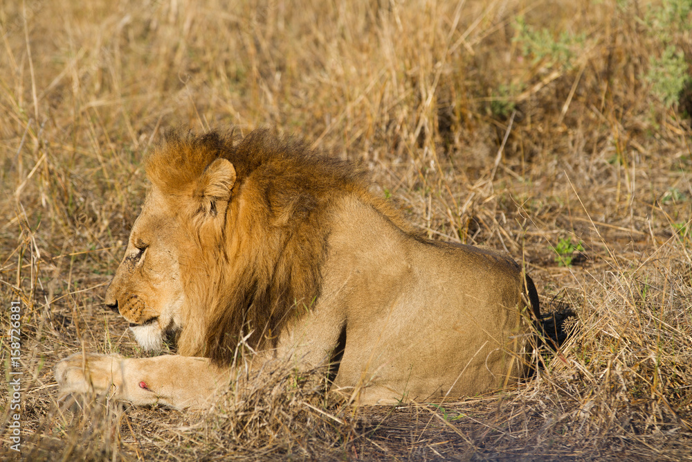 male lion in the moremi reserve in botswana male lion in the moremi reserve in botswana