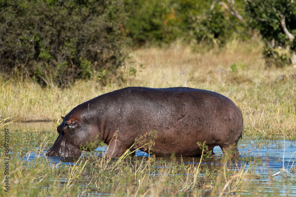hippos in the okavango delta in botswana hippos in the okavango delta in botswana