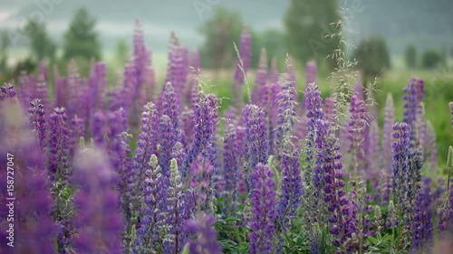 Close-Up Purple Lupine in Bloom Before the Sunrise Mountains Landscape, Steadicam Shot