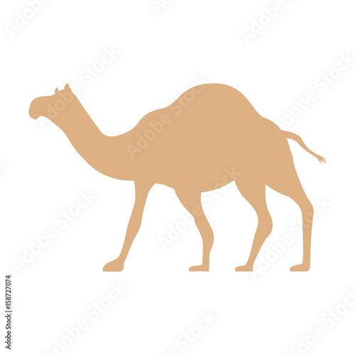 camel manger character icon animal happy postcard
