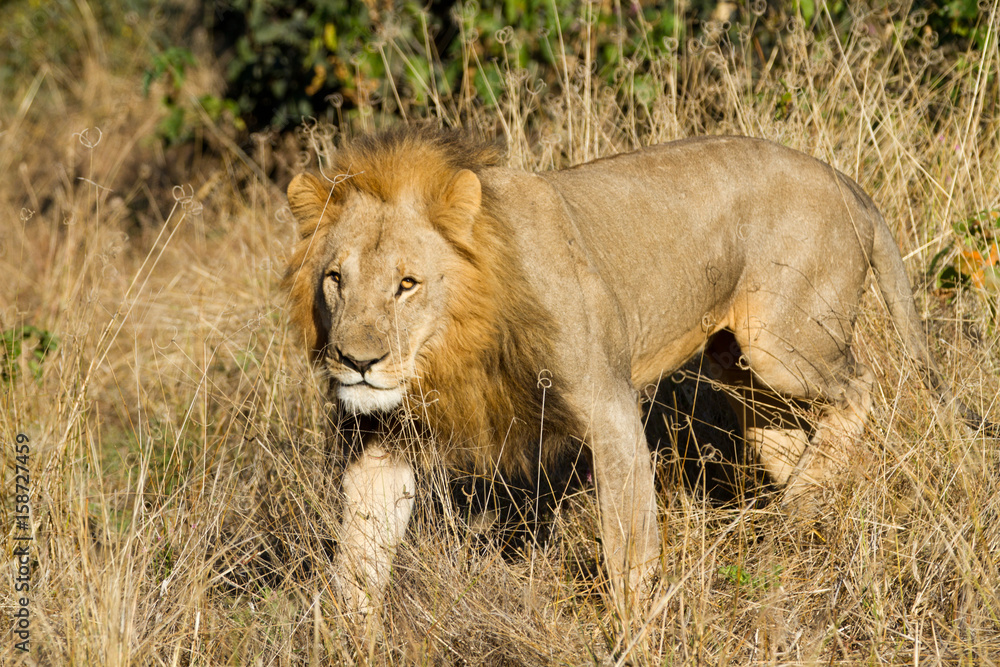 male lion in the moremi reserve in botswana male lion in the moremi reserve in botswana