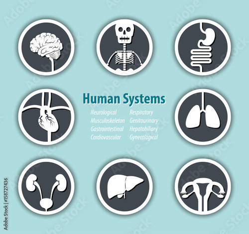 Human Systems Icon . ( Neurological . Musculoskeleton . Gastrointestinal . Cardiovascular . Respiratory . Genitourinary . Hepatobiliary . Gynecological ) .