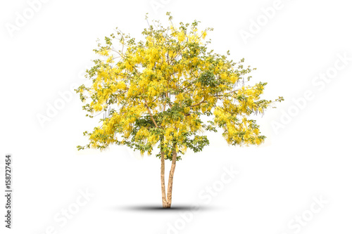 Golden shower National tree of Thailand and isolated on white background