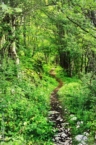 Sentiero nel bosco