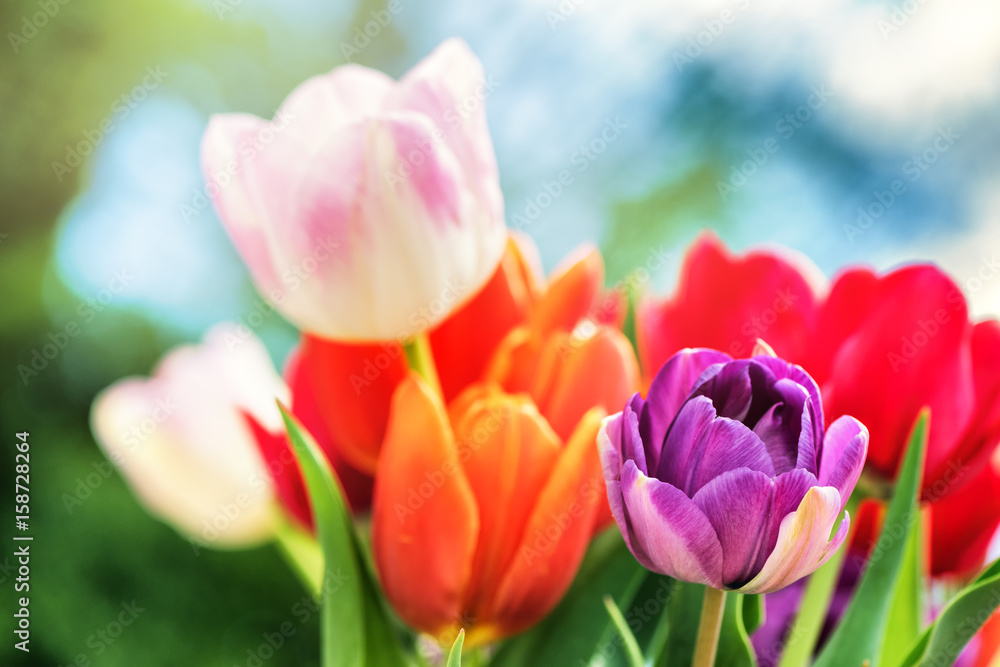 Naklejka premium Bouquet of beautiful multicolor tulips. Nature background
