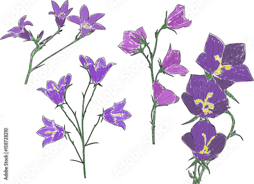 four lilac campanula flowers sketches on white