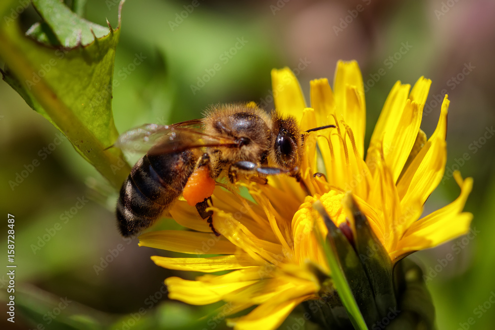 Bee on a yellow dandelion flower collecting pollen and gathering nectar to produce honey in the hive Bee on a yellow dandelion flower collecting pollen and gathering nectar to produce honey in the hive