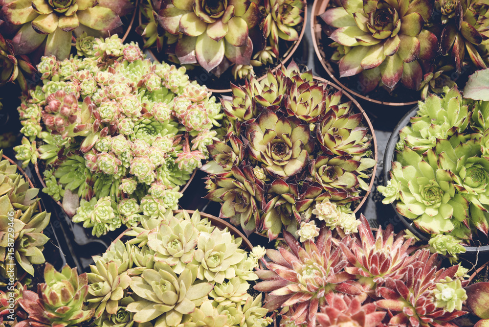 Potted succulents background