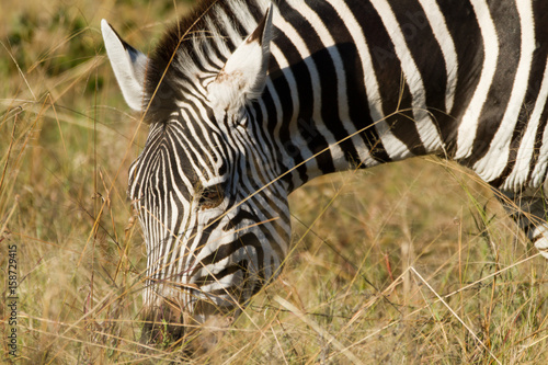 zebras of the okavango delta
