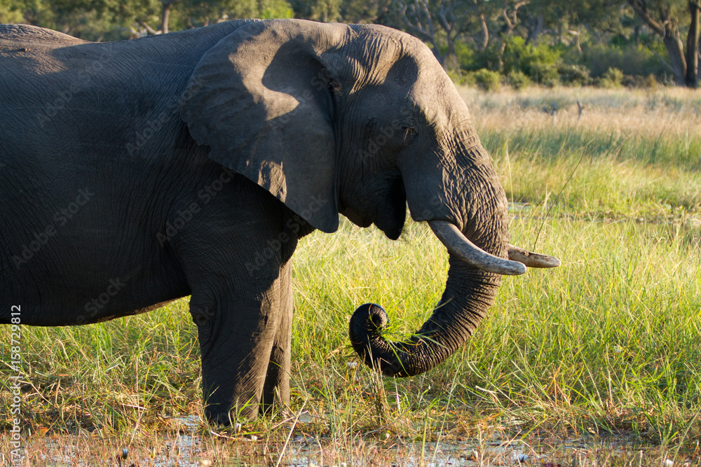 elephants in the moremi game reserve in botswana