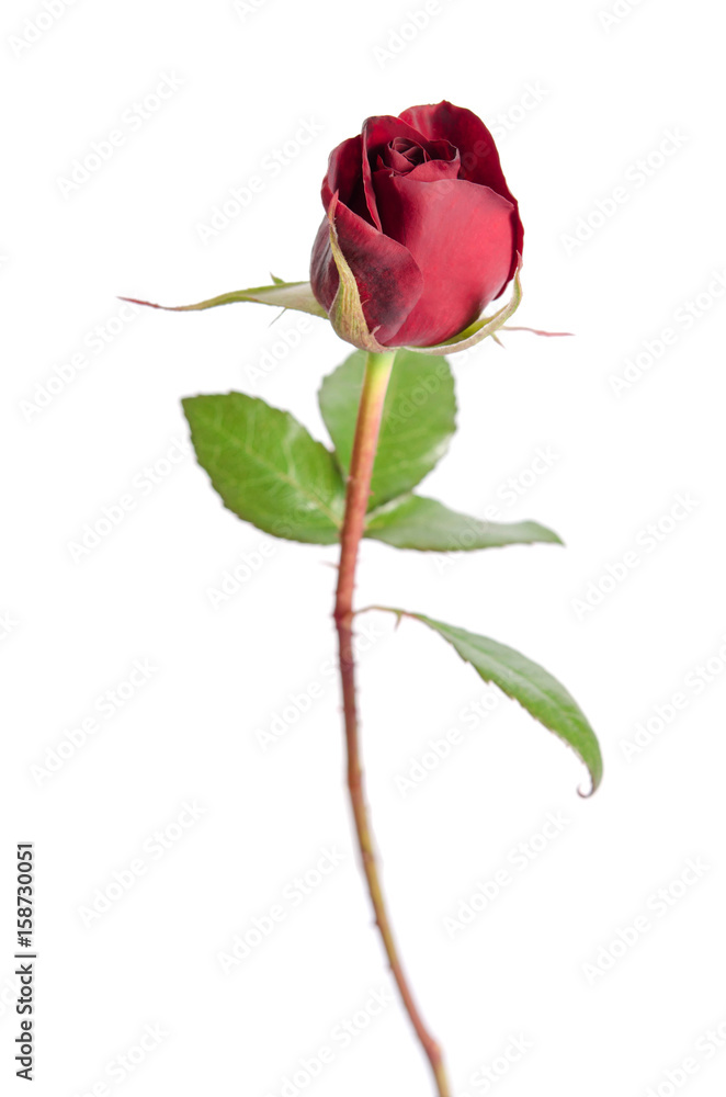 Fototapeta premium bud of red rose