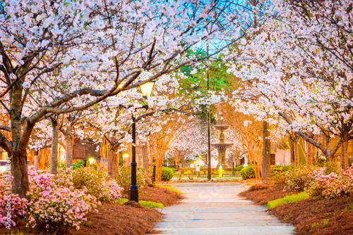 Macon, Georgia, USA w sezonie kwitnienia wiśni.