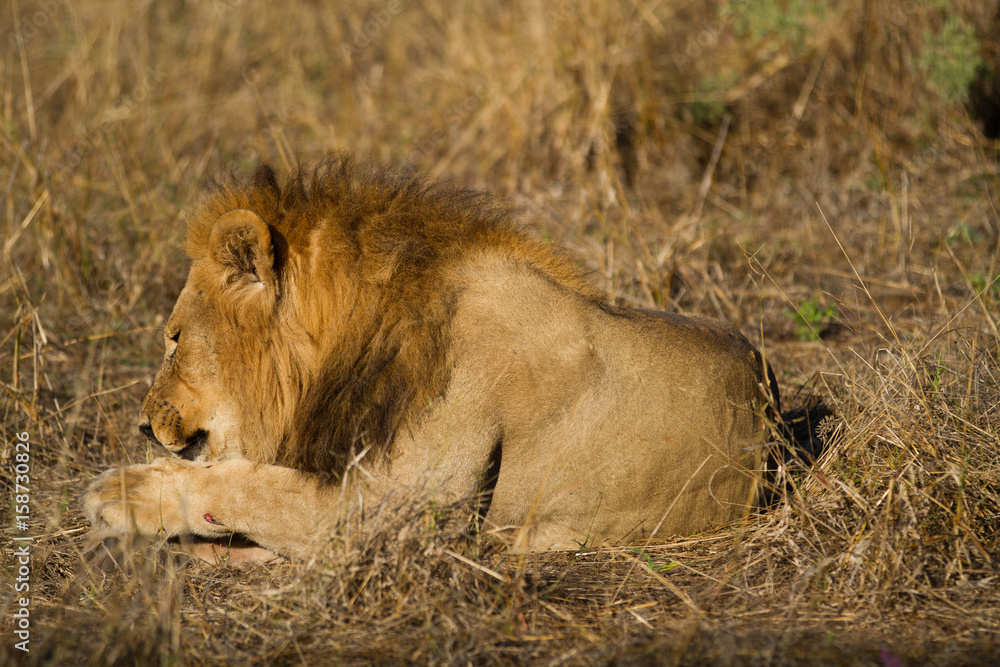 male lion in the moremi reserve in botswana male lion in the moremi reserve in botswana