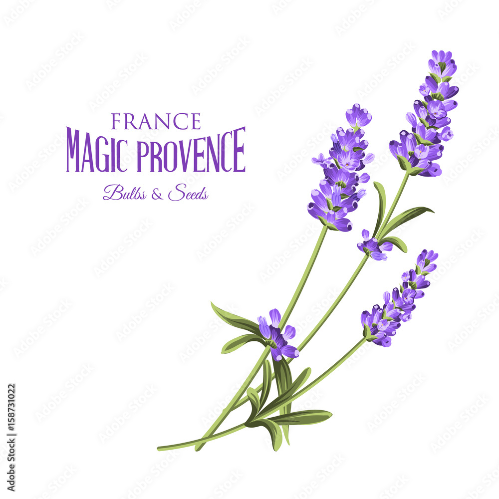 Obraz premium Label with lavender. Bunch of lavender flowers on a white background. Botanical illustration. Vintage style. Making gifts of paper and textiles. Vector illustration