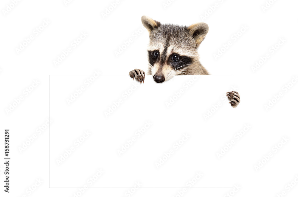 Plakat Portrait of a raccoon with banner, isolated on white background