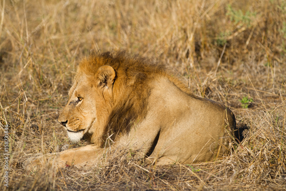 male lion in the moremi reserve in botswana male lion in the moremi reserve in botswana
