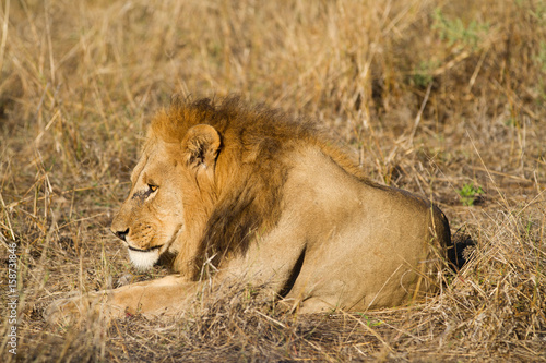 male lion in the moremi reserve in botswana