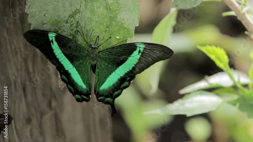 butterfly photo