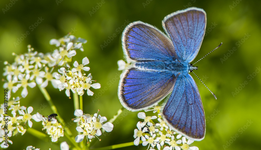 Fototapeta premium butterfly