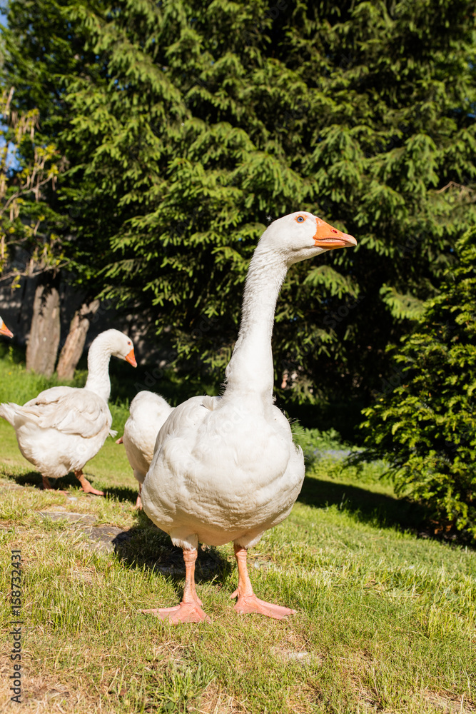 White geese White geese