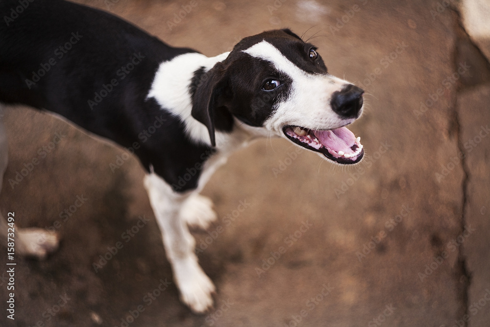 The dog and her smile