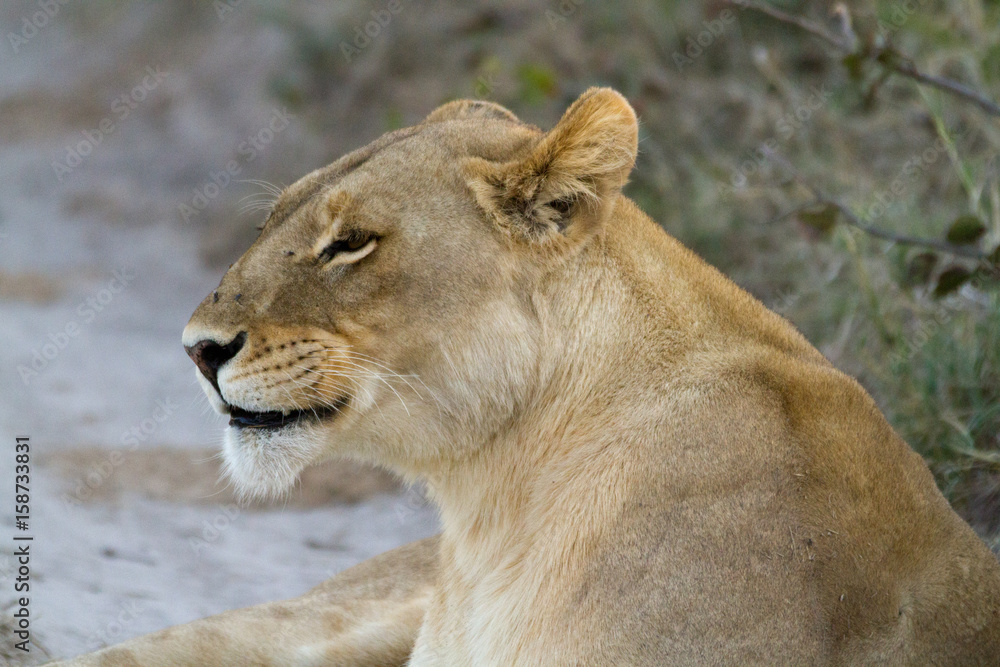 lions of the moremi reserve in botswana lions of the moremi reserve in botswana