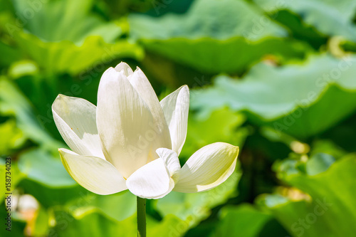 The Lotus Flower.Background is the lotus leaf.The place of shooting Kamakura City, Kanagawa Prefecture, Japan.