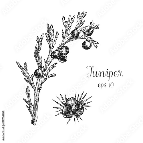 Hand drawn ink illustration of juniper berries
